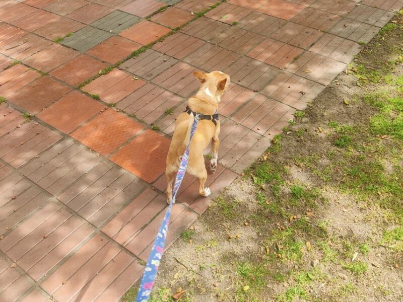 Cuidado Mascotas